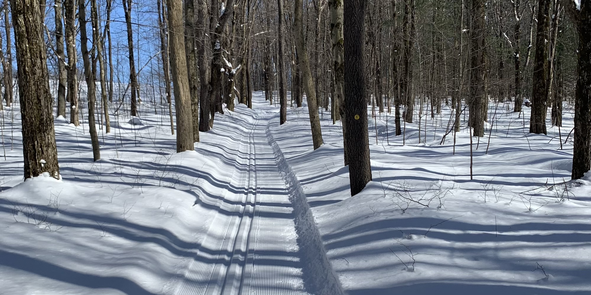 Cross country skiing at Stoney Pond State Forest