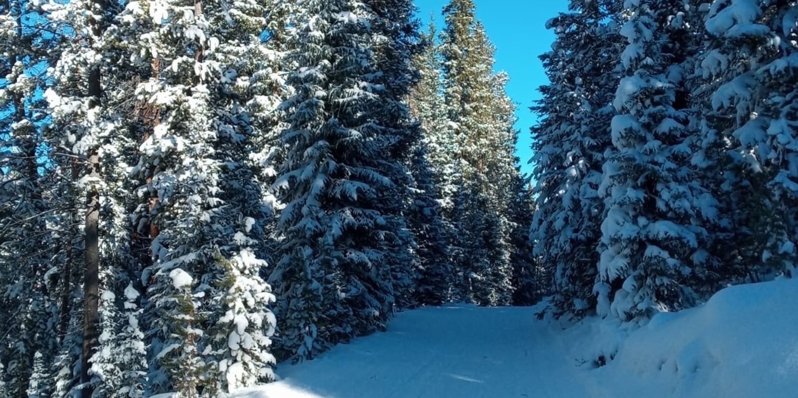 Cross country skiing at Bruce's Trail