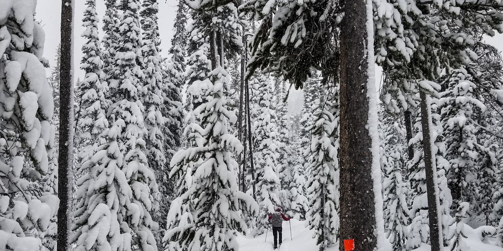 Cross country skiing at Old Faithful Ski Trails