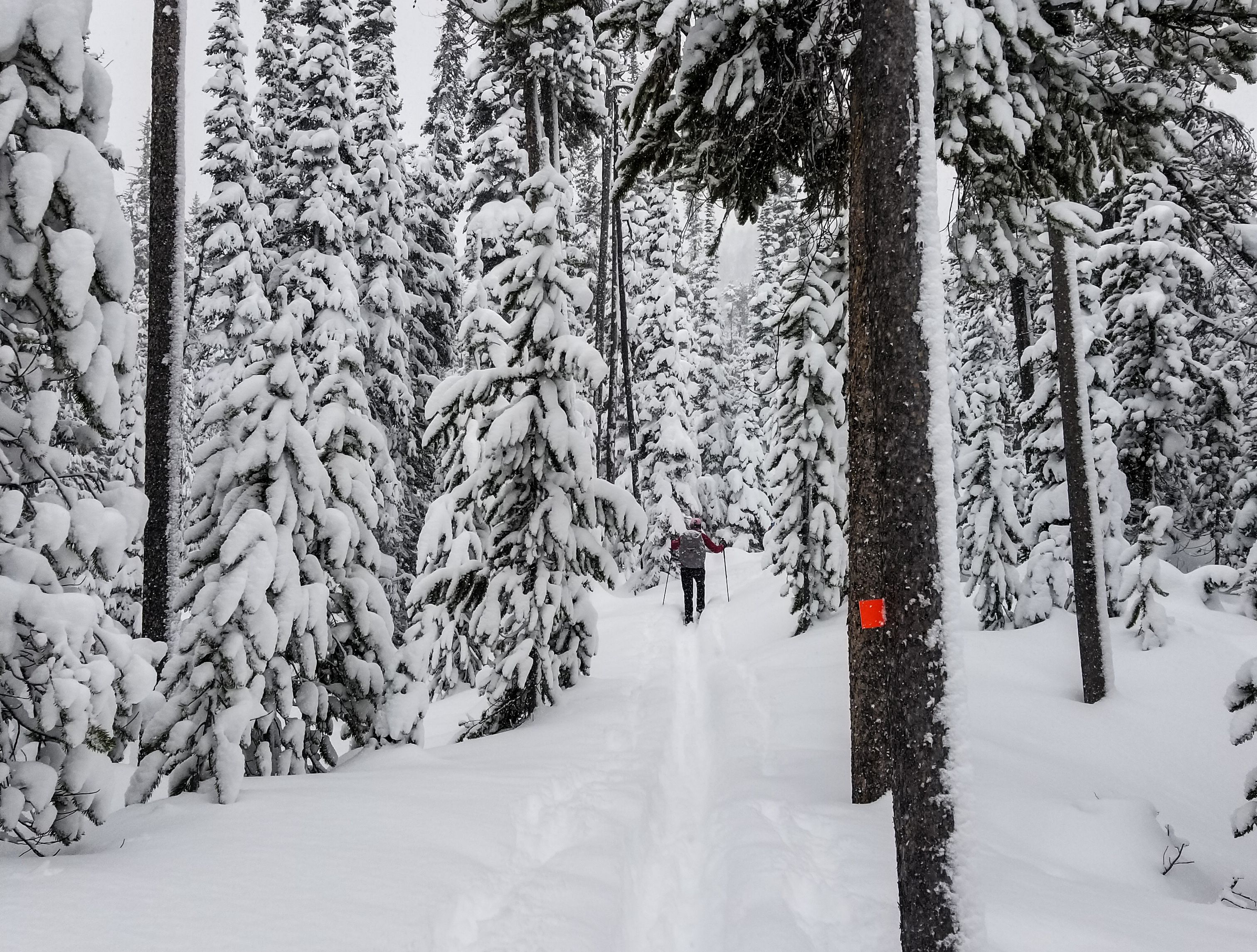 Cross country skiing at Old Faithful Ski Trails