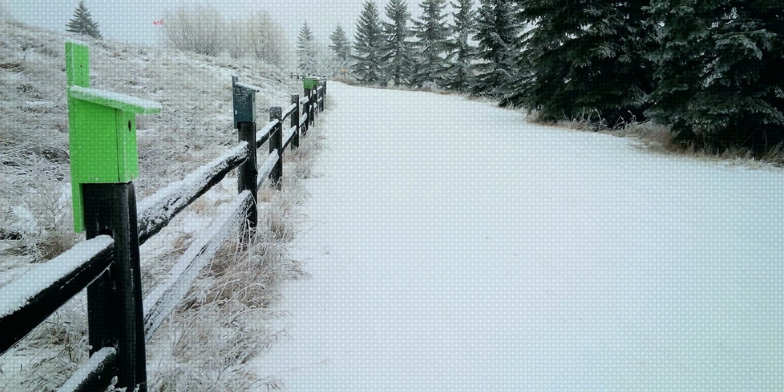 Cross country skiing at Camrose Ski Club