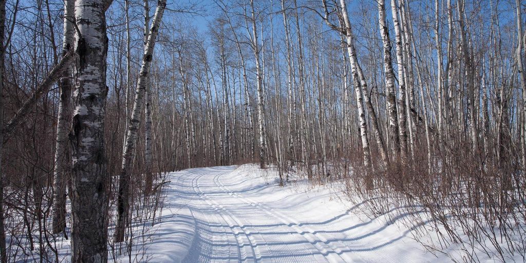 Nordic Pulse Cooking Lake Blackfoot Grooming Report