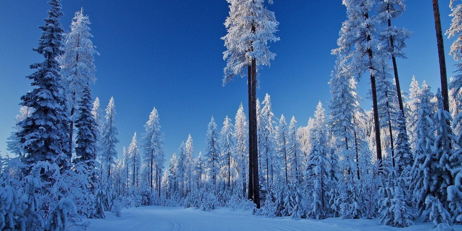 Cross country skiing at Kimberley Nordic Ski Club