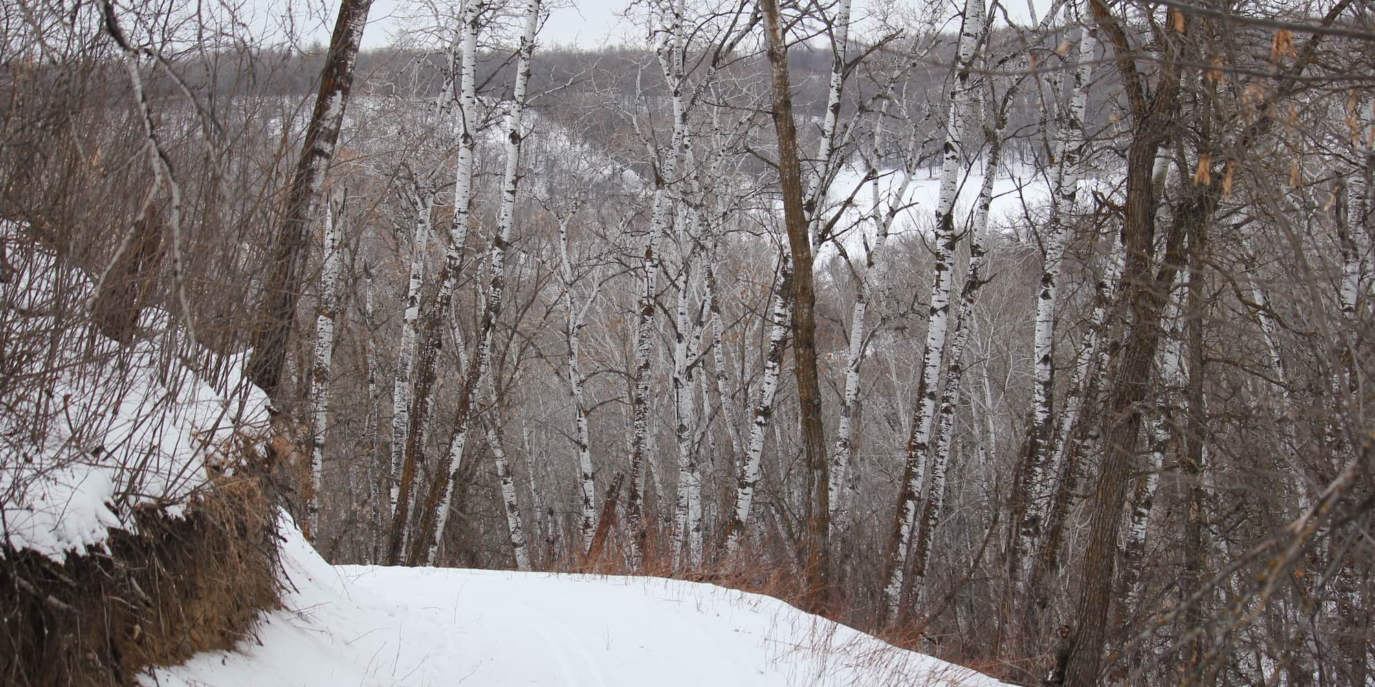 Cross country skiing at Ski Birch